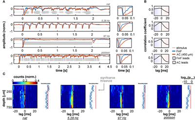 Fronto-Temporal Coupling Dynamics During Spontaneous Activity and Auditory Processing in the Bat Carollia perspicillata